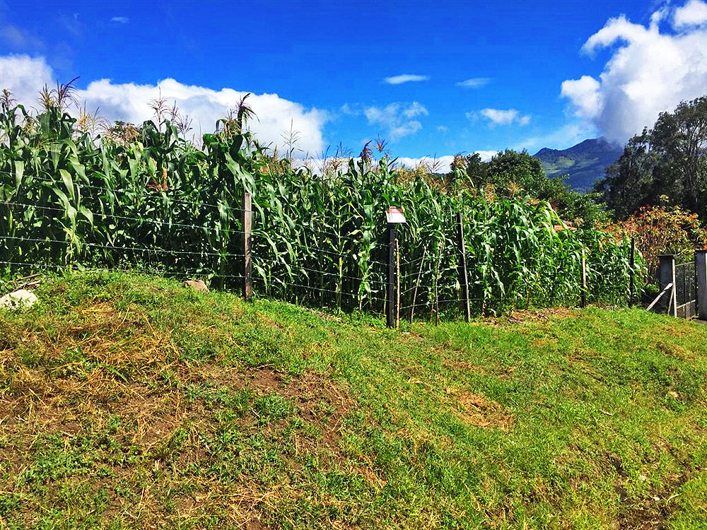 Lot for Sale in a Very Pretty Area of Volcancito, Boquete, Panama photo 11