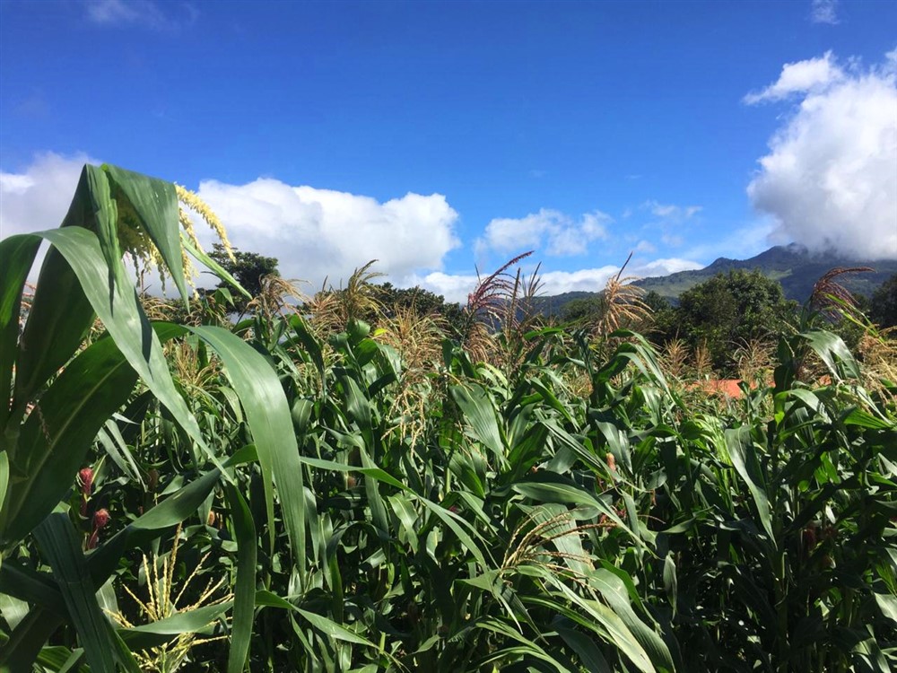 Lot for Sale in a Very Pretty Area of Volcancito, Boquete, Panama photo 3