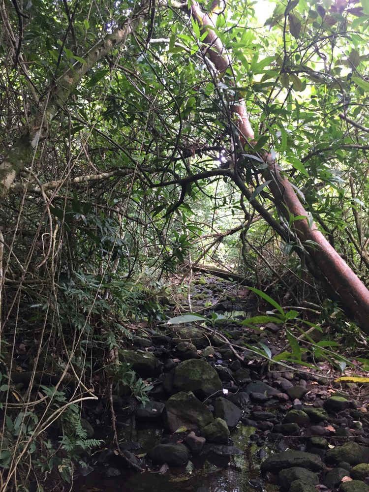 withdrawn 39 Acres for Sale in Macano Close to Boquete and David, Panama photo 10