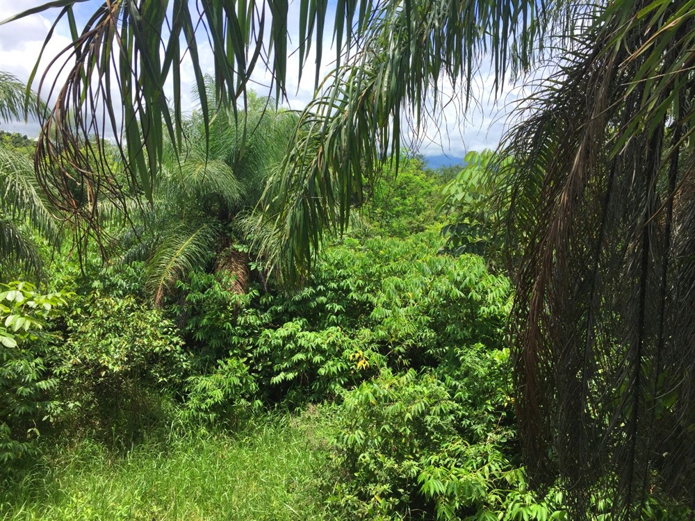 withdrawn 39 Acres for Sale in Macano Close to Boquete and David, Panama photo 3