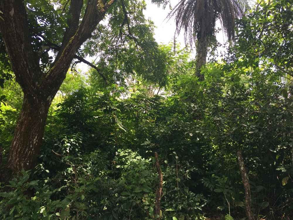 withdrawn 39 Acres for Sale in Macano Close to Boquete and David, Panama photo 4