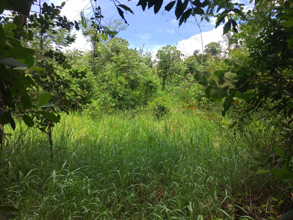 withdrawn 39 Acres for Sale in Macano Close to Boquete and David, Panama photo 5