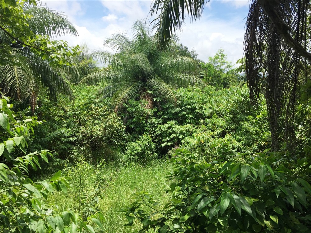 withdrawn 39 Acres for Sale in Macano Close to Boquete and David, Panama photo 6