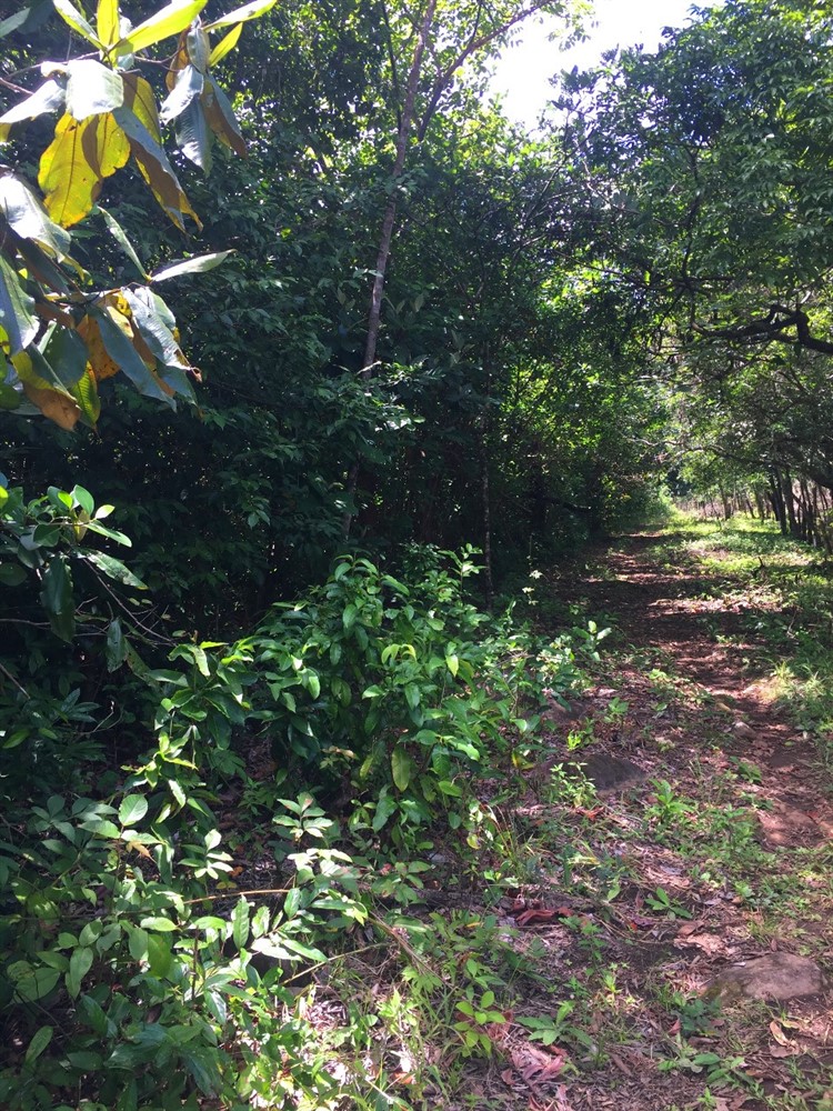withdrawn 39 Acres for Sale in Macano Close to Boquete and David, Panama photo 7