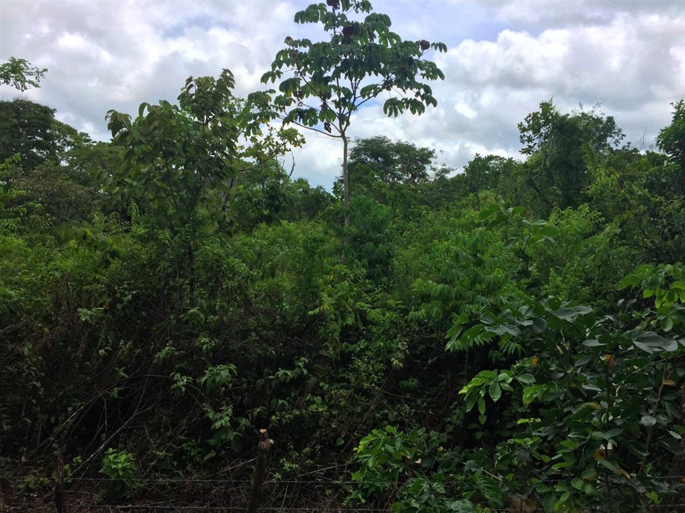 withdrawn 39 Acres for Sale in Macano Close to Boquete and David, Panama photo 8