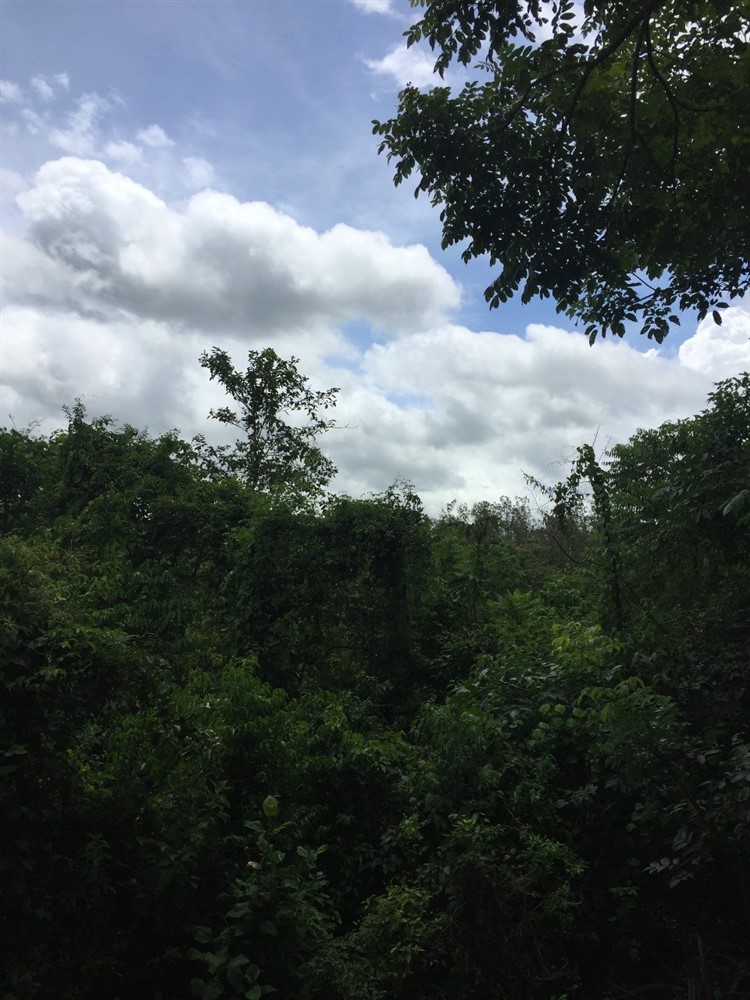 withdrawn 39 Acres for Sale in Macano Close to Boquete and David, Panama photo 9