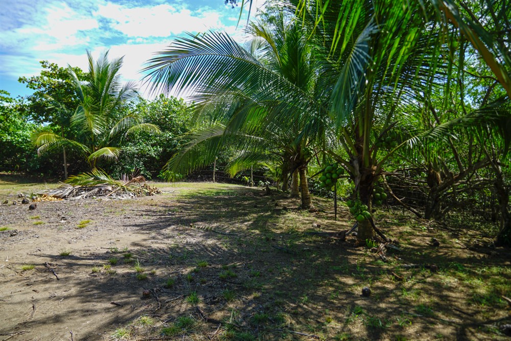 Withdrawn - Beautiful Lot for Sale Near the Beach in Las Lajas, Chiriqui photo 2
