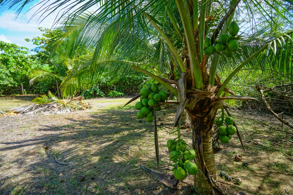Withdrawn - Beautiful Lot for Sale Near the Beach in Las Lajas, Chiriqui photo 3