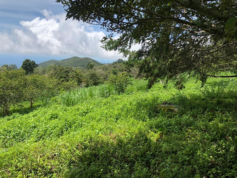 Beautiful Mountain View Property High in the Jaramillo Area of the Talamanca Mountain Range Less Than 15 Minutes from Downtown Boquete - Hermosa Propiedad con Vista a la montaña en lo Alto de la zona de Jaramillo de la Cordillera de Talamanca, a menos de 15 minutos del centro de Boquete photo 11