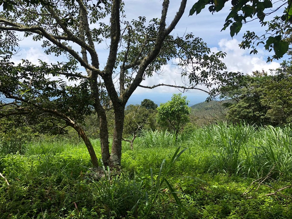 Beautiful Mountain View Property High in the Jaramillo Area of the Talamanca Mountain Range Less Than 15 Minutes from Downtown Boquete - Hermosa Propiedad con Vista a la montaña en lo Alto de la zona de Jaramillo de la Cordillera de Talamanca, a menos de 15 minutos del centro de Boquete photo 4