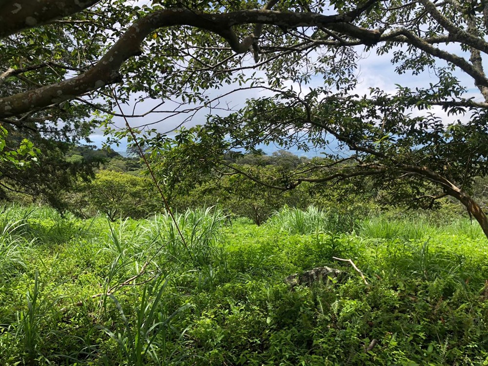 Beautiful Mountain View Property High in the Jaramillo Area of the Talamanca Mountain Range Less Than 15 Minutes from Downtown Boquete - Hermosa Propiedad con Vista a la montaña en lo Alto de la zona de Jaramillo de la Cordillera de Talamanca, a menos de 15 minutos del centro de Boquete photo 7