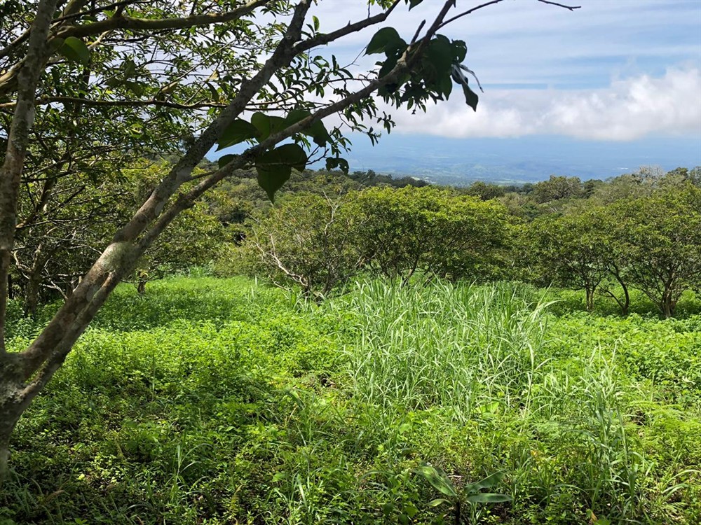 Beautiful Mountain View Property High in the Jaramillo Area of the Talamanca Mountain Range Less Than 15 Minutes from Downtown Boquete - Hermosa Propiedad con Vista a la montaña en lo Alto de la zona de Jaramillo de la Cordillera de Talamanca, a menos de 15 minutos del centro de Boquete photo 8