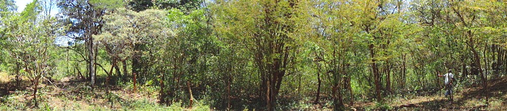 Beautiful Property with Mountain Stream for Sale in La Estrella, Jaramillo Boquete