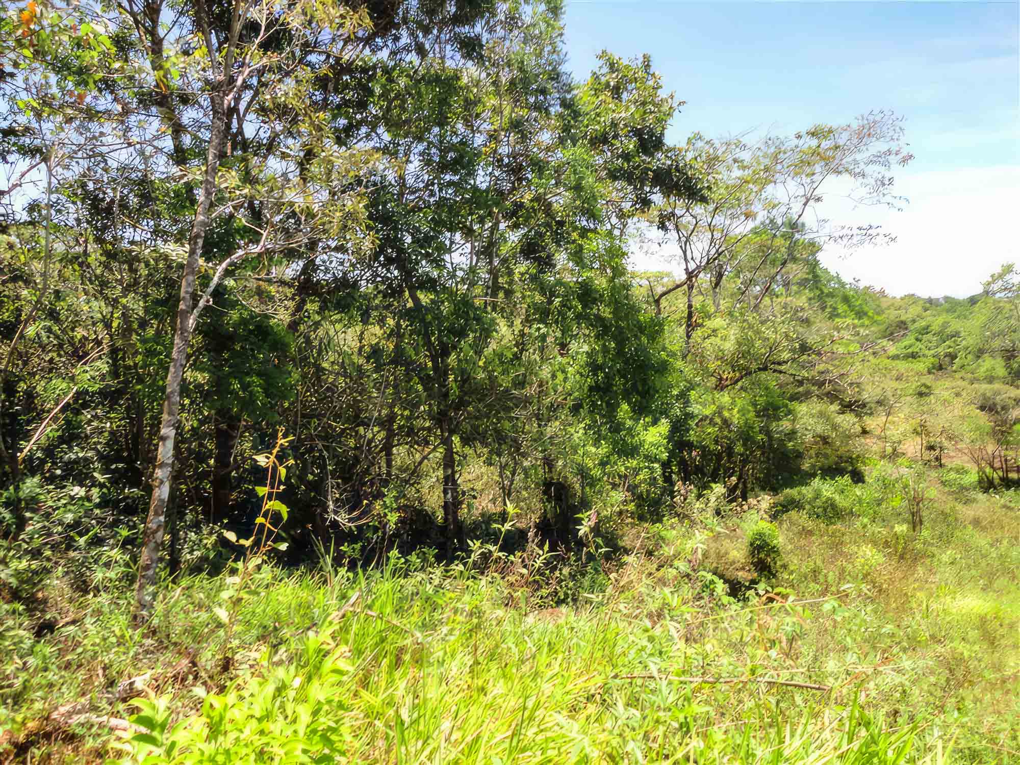 Beautiful Property with Mountain Stream for Sale in La Estrella, Jaramillo Boquete photo 8