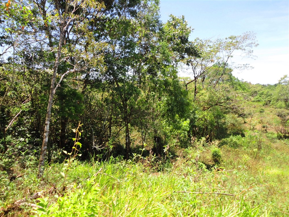 Beautiful Property with Mountain Stream for Sale in La Estrella, Jaramillo Boquete photo 2