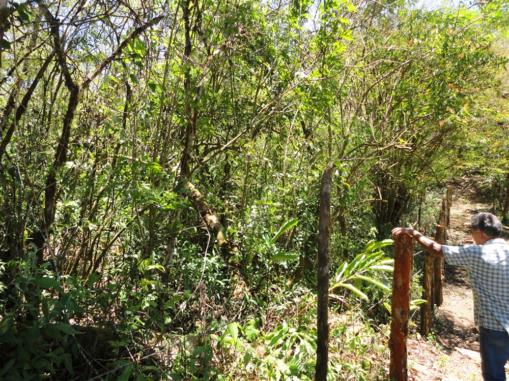Beautiful Property with Mountain Stream for Sale in La Estrella, Jaramillo Boquete photo 3