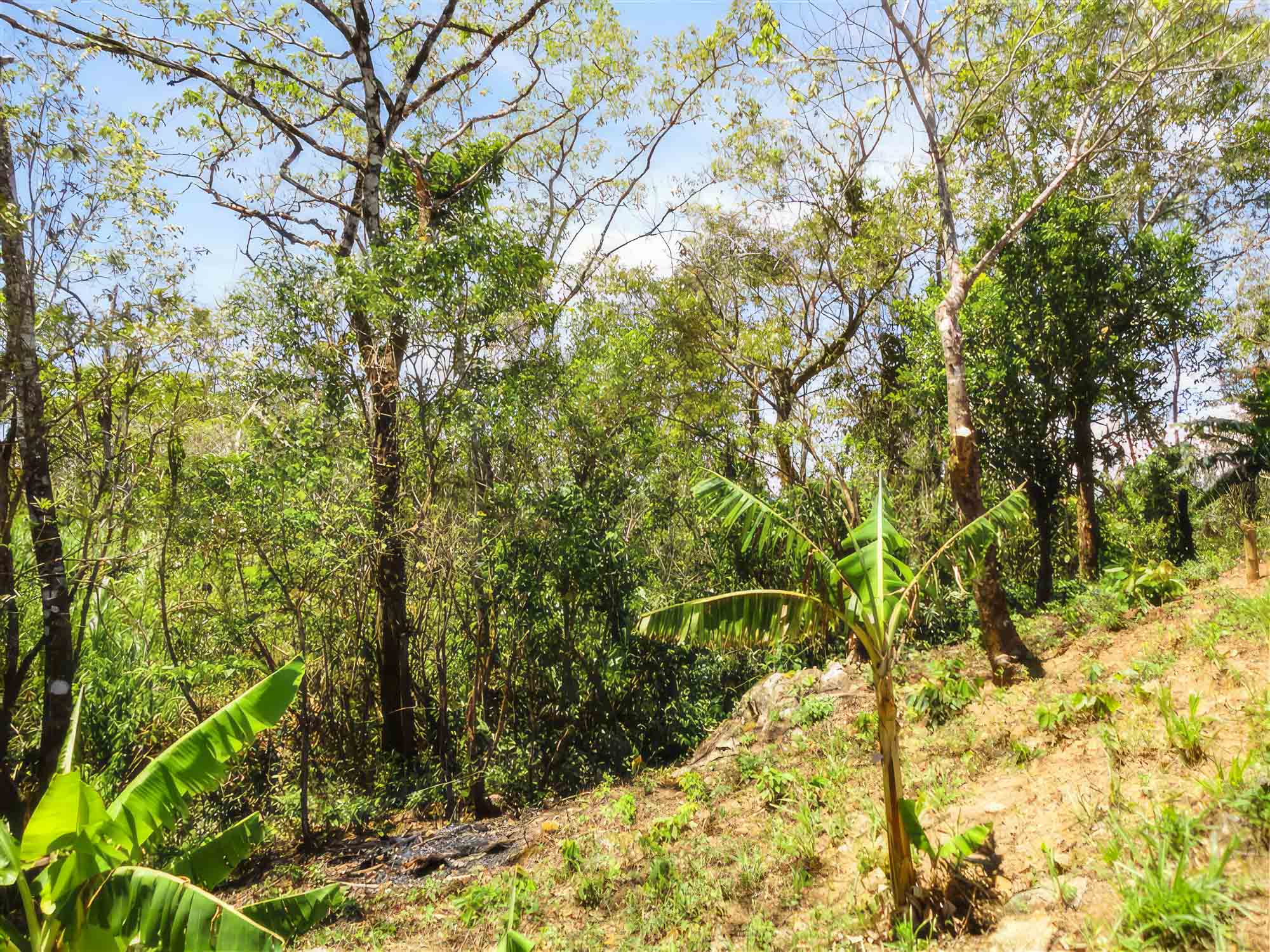 Beautiful Property with Mountain Stream for Sale in La Estrella, Jaramillo Boquete photo 9