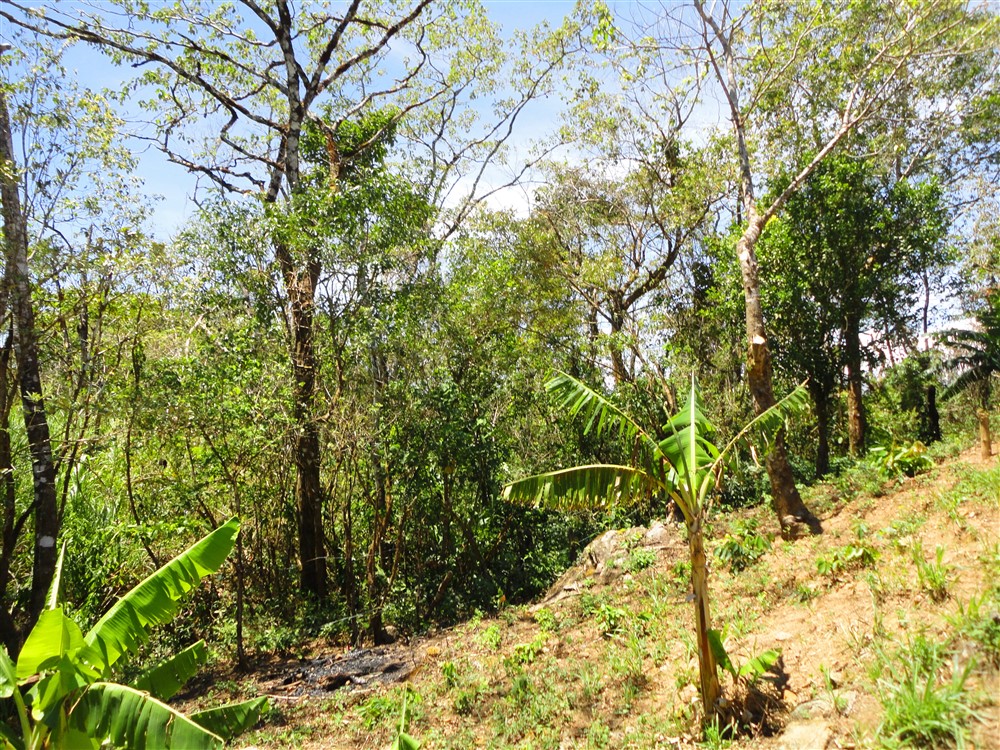 Beautiful Property with Mountain Stream for Sale in La Estrella, Jaramillo Boquete photo 4