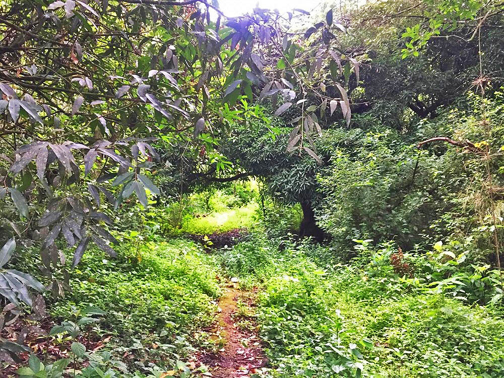 Beautiful & Lush Land for Sale in Palmira Abajo, Boquete, Panama - Over 4.4 Acres