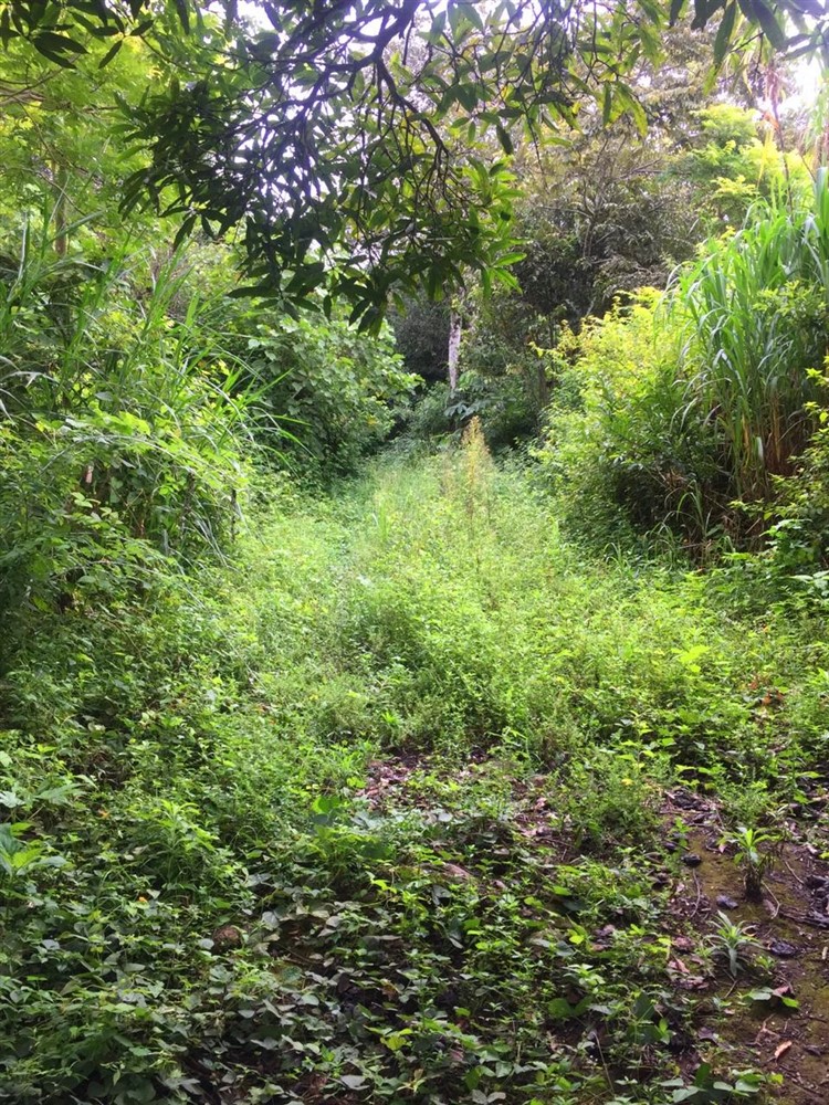 Beautiful & Lush Land for Sale in Palmira Abajo, Boquete, Panama - Over 4.4 Acres photo 2