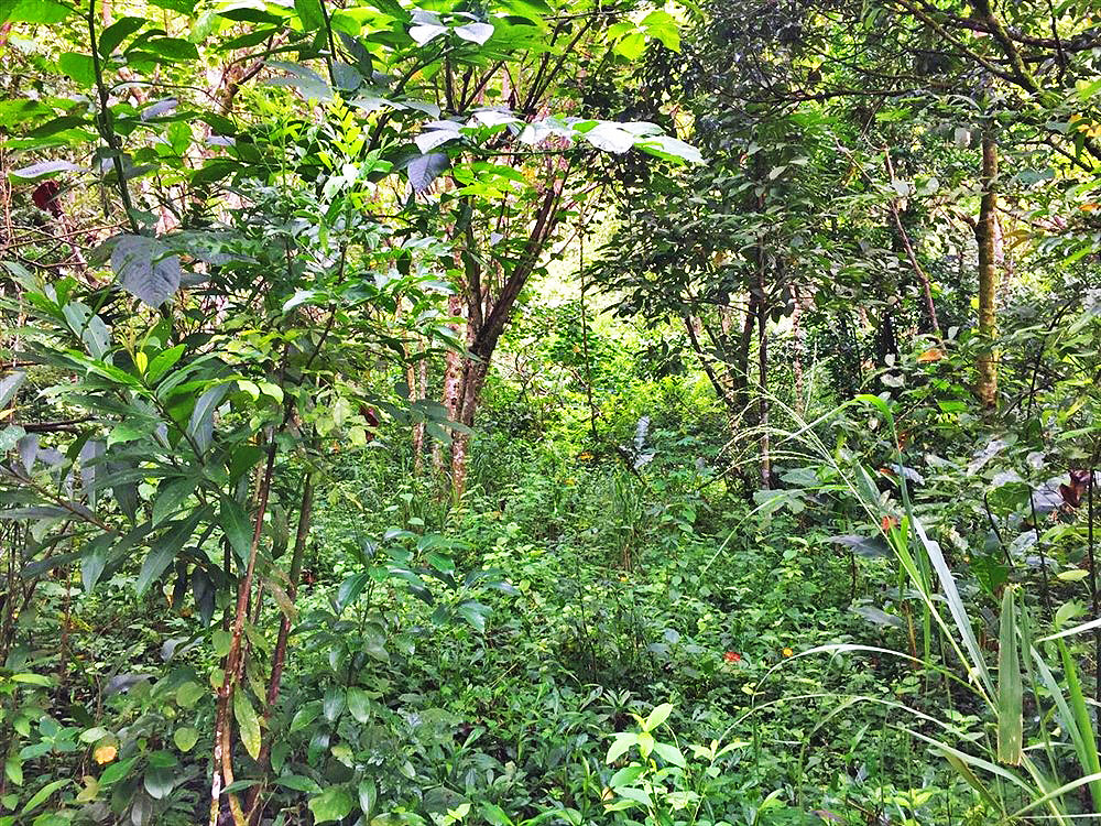 Beautiful & Lush Land for Sale in Palmira Abajo, Boquete, Panama - Over 4.4 Acres photo 3