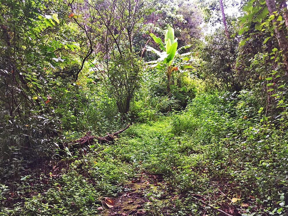 Beautiful & Lush Land for Sale in Palmira Abajo, Boquete, Panama - Over 4.4 Acres photo 4
