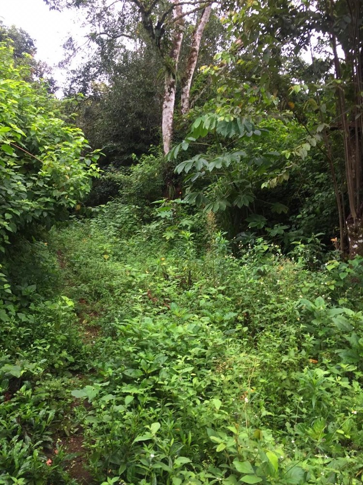 Beautiful & Lush Land for Sale in Palmira Abajo, Boquete, Panama - Over 4.4 Acres photo 5