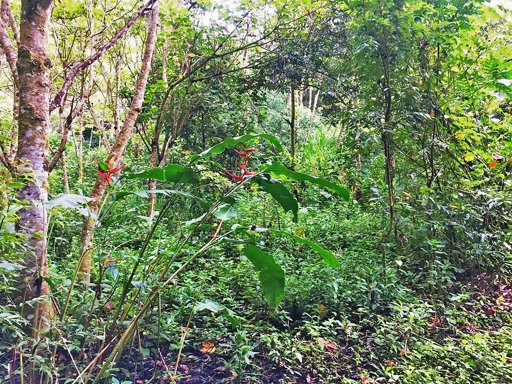 Beautiful & Lush Land for Sale in Palmira Abajo, Boquete, Panama - Over 4.4 Acres photo 6