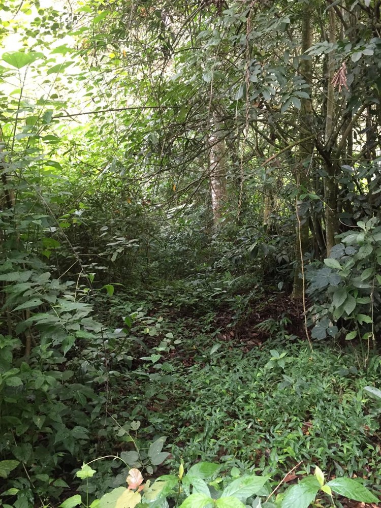Beautiful & Lush Land for Sale in Palmira Abajo, Boquete, Panama - Over 4.4 Acres photo 7