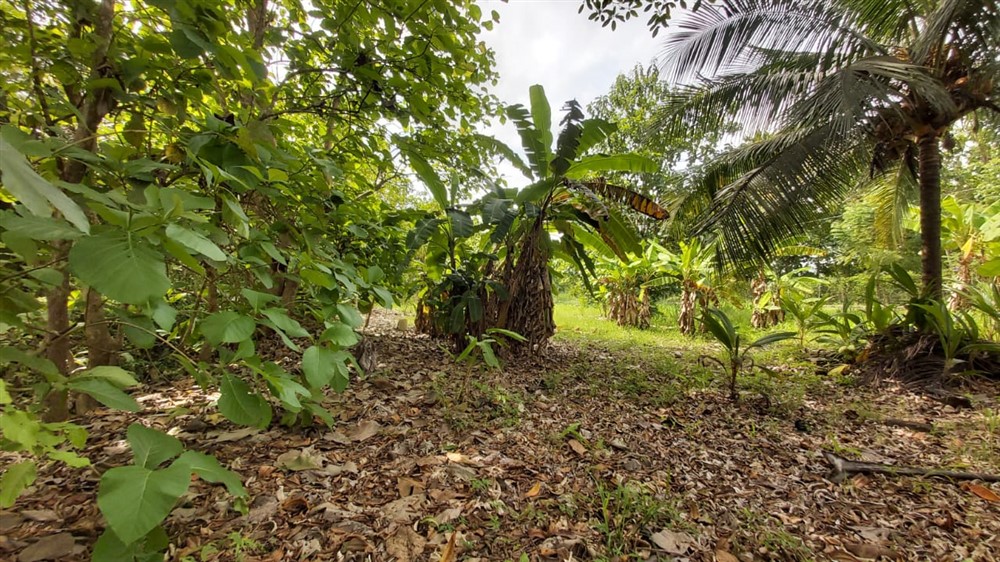 Withdrawn by Owner - Centrally Located Corner Lot with Infrastructure for sale in Progresso, Puerto Armuelles photo 11