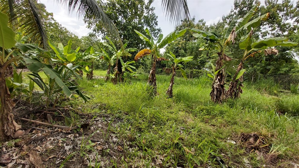 Withdrawn by Owner - Centrally Located Corner Lot with Infrastructure for sale in Progresso, Puerto Armuelles photo 9