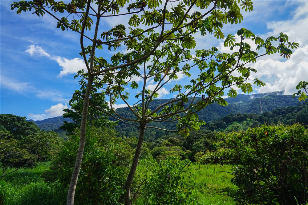 Downtown Lots for Sale in Boquete, Panama Near Panamonte Estates - Lots Sold Fast - Just One Left photo 10