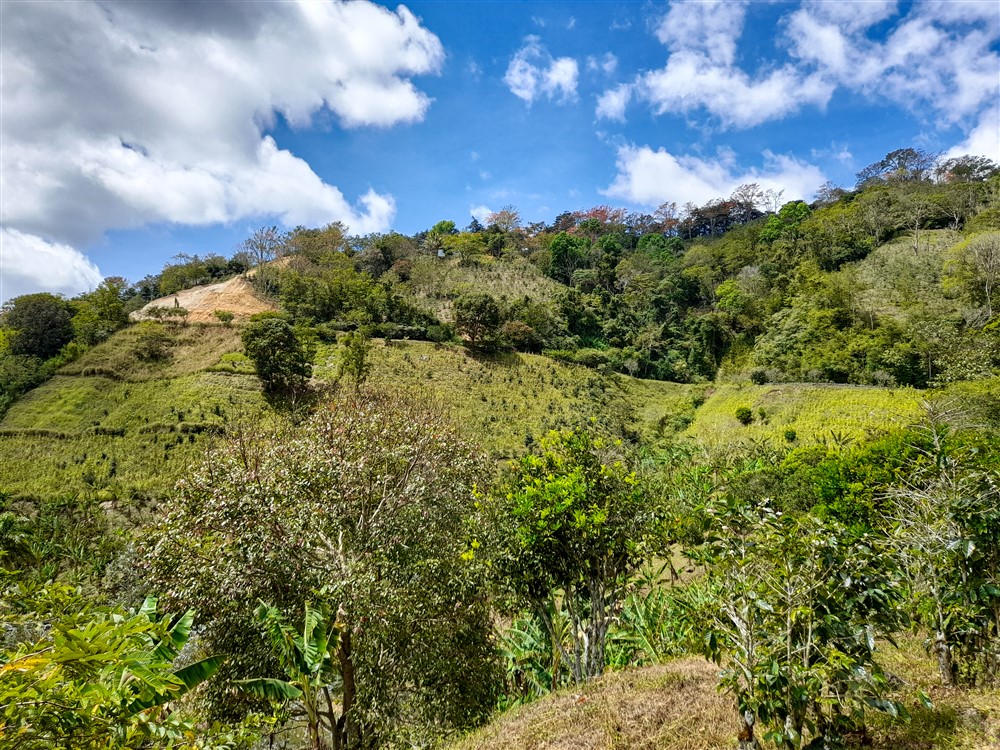 Withdrawn - Former Coffee Farm on 80 Acres with Water Concession for Bottling, River and Waterfall Close to Volcan for Sale photo 5