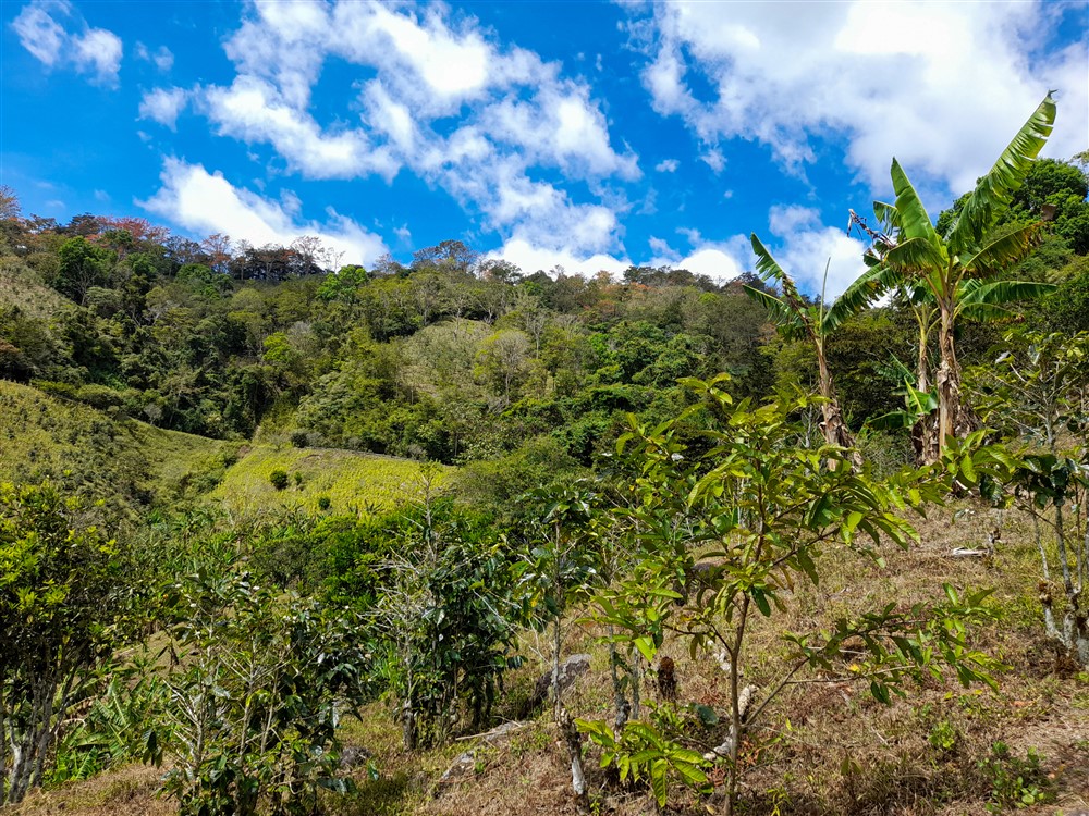Withdrawn - Former Coffee Farm on 80 Acres with Water Concession for Bottling, River and Waterfall Close to Volcan for Sale photo 6