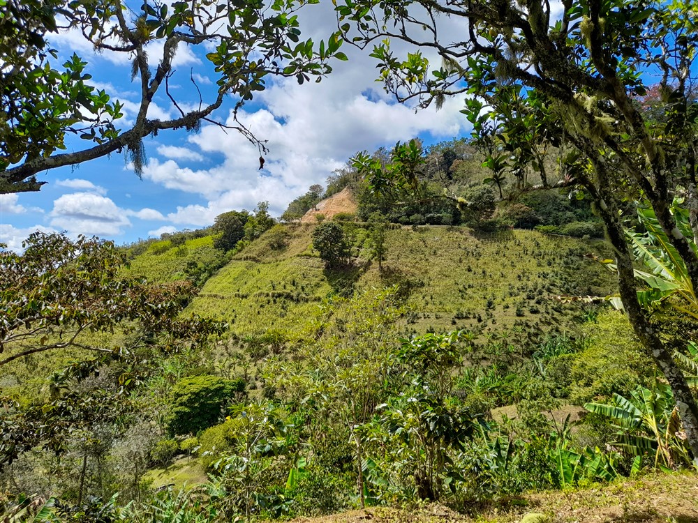Withdrawn - Former Coffee Farm on 80 Acres with Water Concession for Bottling, River and Waterfall Close to Volcan for Sale photo 9