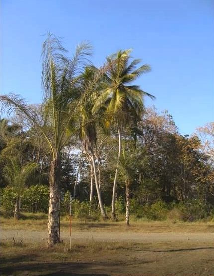 Puerto Armuelles Panama Beachfront and Riverfront Development Property photo 12