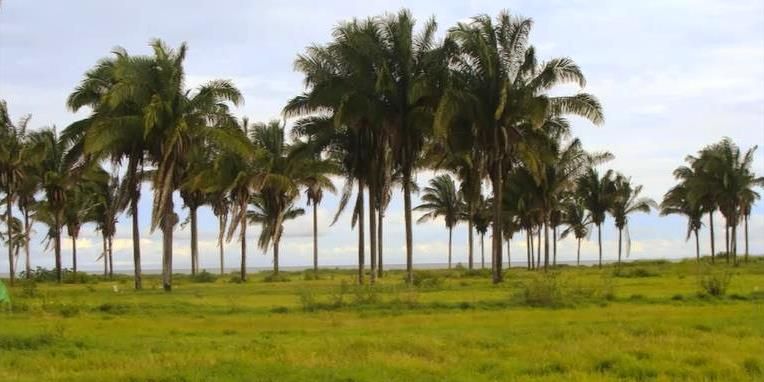Puerto Armuelles Panama Beachfront and Riverfront Development Property photo 4