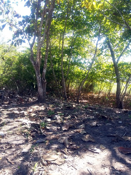 Sunrise Beachfront Lot in Chiriqui Near Puerto Armuelles photo 5
