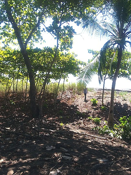 Sunrise Beachfront Lot in Chiriqui Near Puerto Armuelles photo 6