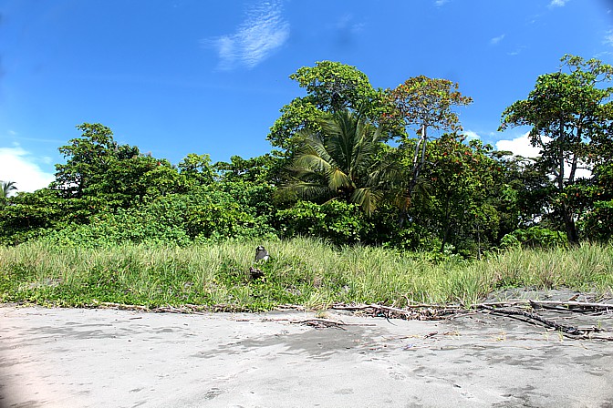 Sunrise Beachfront Lot in Chiriqui Near Puerto Armuelles photo 2