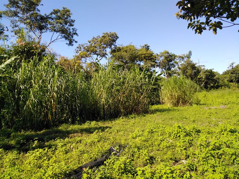 off market - Very Nice House for Sale with Nearly 4 Acres of Beautiful Land in Dolega Near David Panama and Boquete photo 10