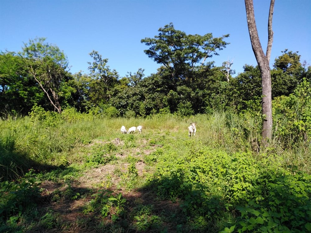 off market - Very Nice House for Sale with Nearly 4 Acres of Beautiful Land in Dolega Near David Panama and Boquete photo 12