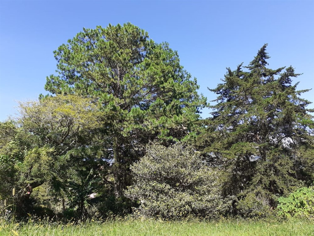 sold Affordable Building Site Lot for Sale in El Santuario next to Alto Lino, Boquete photo 2