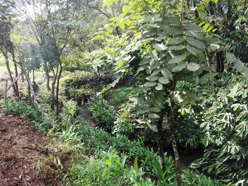Withdrawn - 3/4 Acre Lot for Sale Close to the Center of Caldera, Boquete, Panama - Has Full Year Stream & Simple House - Tiene Arroyo de Año Completo y Casa Sencilla photo 10
