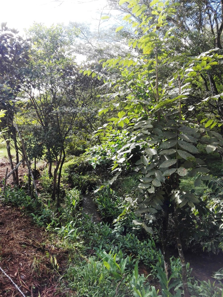 Withdrawn - 3/4 Acre Lot for Sale Close to the Center of Caldera, Boquete, Panama - Has Full Year Stream & Simple House - Tiene Arroyo de Año Completo y Casa Sencilla photo 11