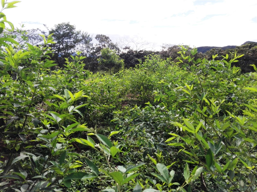 Withdrawn - 3/4 Acre Lot for Sale Close to the Center of Caldera, Boquete, Panama - Has Full Year Stream & Simple House - Tiene Arroyo de Año Completo y Casa Sencilla photo 8