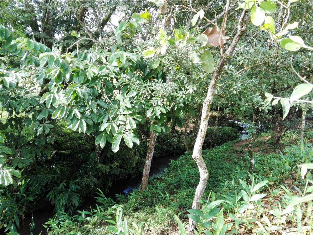 Withdrawn - 3/4 Acre Lot for Sale Close to the Center of Caldera, Boquete, Panama - Has Full Year Stream & Simple House - Tiene Arroyo de Año Completo y Casa Sencilla photo 9