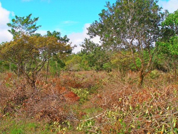 withdrawn Commercial Potential Land for Sale in Alto Boquete Close to Main Road & Downtown Boquete – Choose from 2 to 7 Hectares photo 5