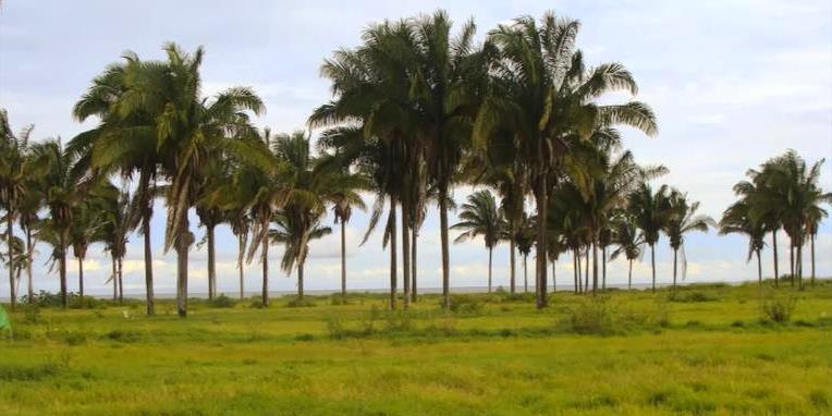 Huge Beachfront Development Land Opportunity for Sale in Palmar Sur, Puerto Armuelles, Chiriqui Province photo 3