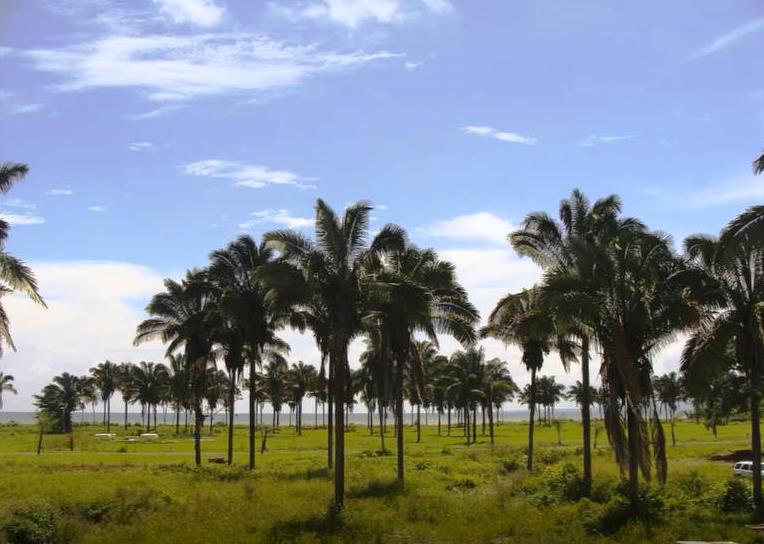Huge Beachfront Development Land Opportunity for Sale in Palmar Sur, Puerto Armuelles, Chiriqui Province photo 4